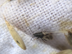 Metopoplax ditomoides