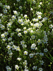 Mononeuria nuttallii