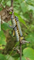 Phosphila turbulenta