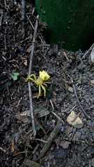 Epicadus heterogaster