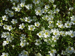 Mononeuria nuttallii