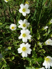 Mononeuria nuttallii