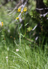 Packera streptanthifolia