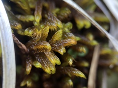 Palustriella falcata