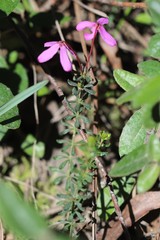 Tetratheca bauerifolia