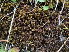 Palustriella falcata