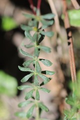 Tetratheca bauerifolia