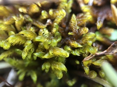 Palustriella falcata