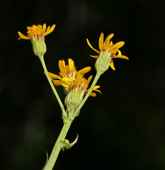 Packera streptanthifolia