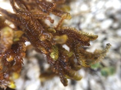 Palustriella falcata