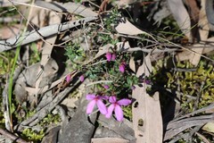 Tetratheca bauerifolia