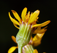 Packera streptanthifolia