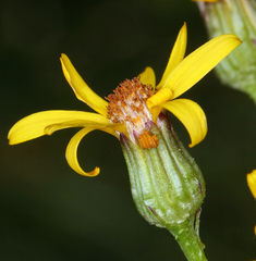 Packera streptanthifolia