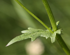 Packera streptanthifolia