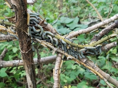 Phosphila turbulenta