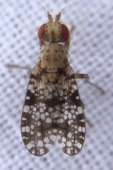 Trypetoptera punctulata