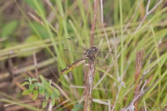 Aphylla angustifolia