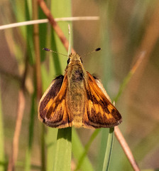 Polites sonora flavaventris