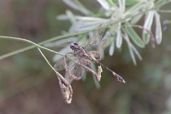 Aphylla angustifolia