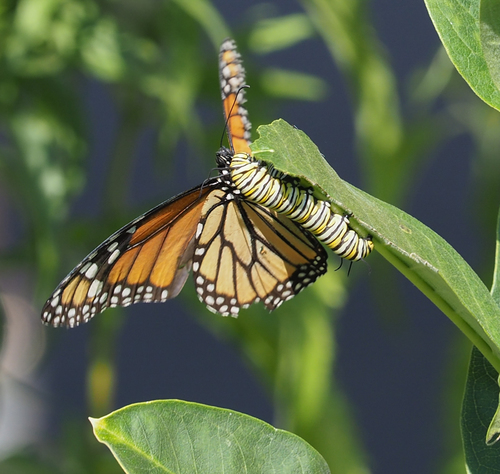 Monarch photographed in Virginia