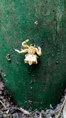 Epicadus heterogaster