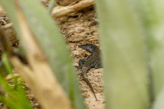 Aspidoscelis scalaris