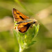 Woodland Skipper - Photo (c) Dan Fitzgerald (Fitz), some rights reserved (CC BY-NC), uploaded by Dan Fitzgerald (Fitz)