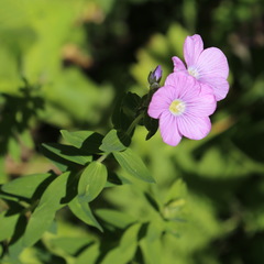Linum hypericifolium