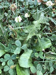Trifolium repens