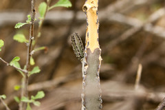 Peniocereus greggii greggii