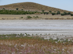 Microcnemum coralloides