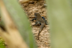 Aspidoscelis scalaris