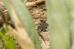 Aspidoscelis scalaris