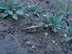 Cratypedes neglectus