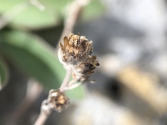Artemisia umbelliformis