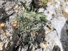 Artemisia umbelliformis