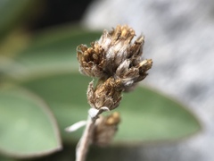 Artemisia umbelliformis