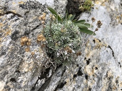 Artemisia umbelliformis