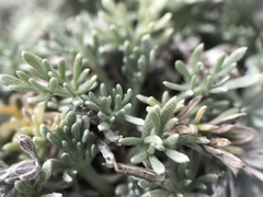 Artemisia umbelliformis