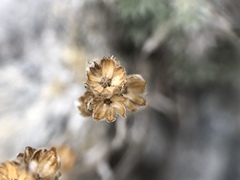Artemisia umbelliformis