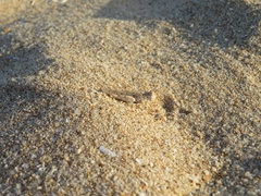 Sphingonotus imitans