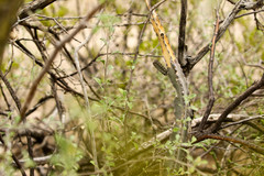 Peniocereus greggii greggii