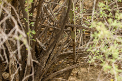 Peniocereus greggii greggii