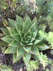 Echeveria agavoides