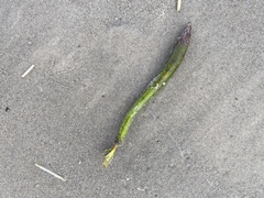 Cymodoceaceae