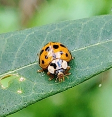 Harmonia axyridis