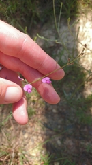 Desmodium tenuifolium