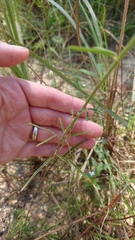 Desmodium tenuifolium