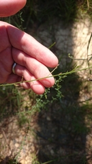 Desmodium tenuifolium