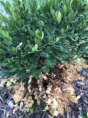 Buxus